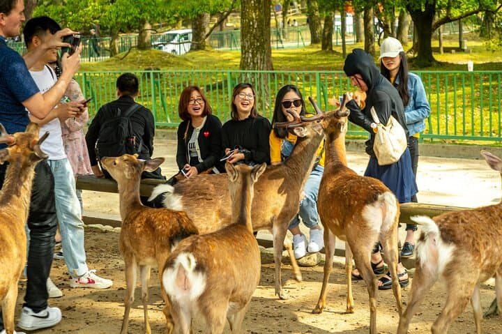 Two-Day Kyoto & Nara Walking Tour — Temples, Torii Gates and Local Stories