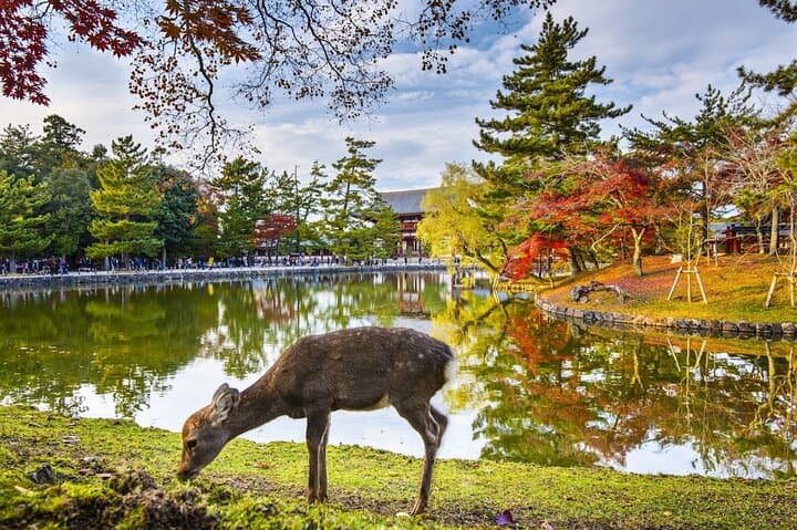 Two-Day Kyoto & Nara Walking Tour — Temples, Torii Gates and Local Stories photo 2