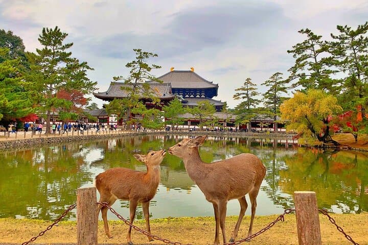 Two-Day Kyoto & Nara Walking Tour — Temples, Torii Gates and Local Stories photo 3