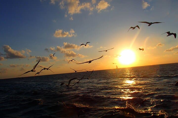 Private Sandbar Sunset Cruise - Ambergris Caye Sandbar, Ceviche & Open Bar photo 4