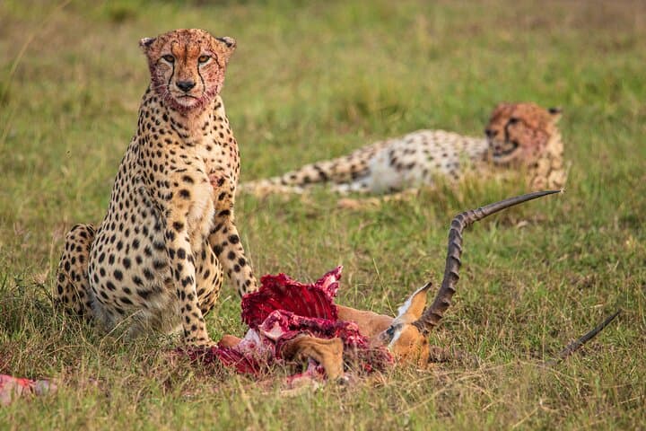 best-of-kenya-safari-7-days-6-nights-maasai-mara-amboseli-naivasha photo 2
