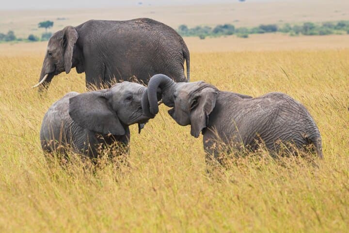 best-of-kenya-safari-7-days-6-nights-maasai-mara-amboseli-naivasha photo 3