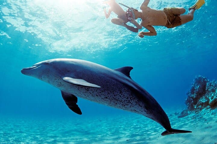 Hurghada Dolphin House VIP: Luxury Yacht Snorkeling with Wild Dolphins photo 4