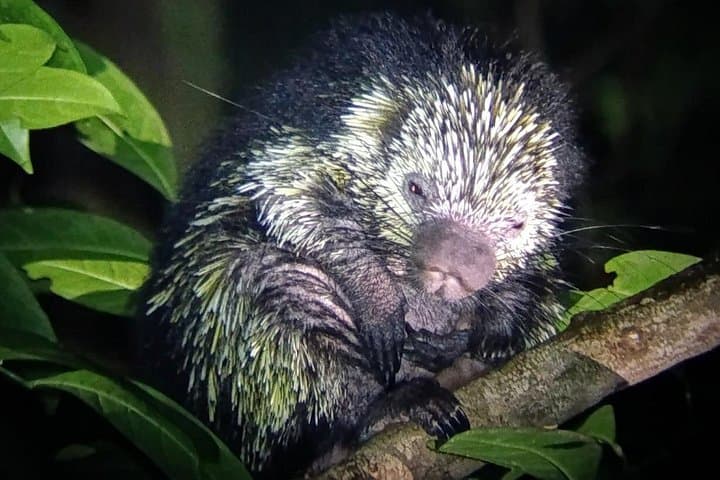 Monteverde Night Walk: Guided Nocturnal Wildlife Tour in Costa Rica photo 4