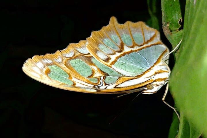 Monteverde Night Walk: Guided Nocturnal Wildlife Tour in Costa Rica photo 3
