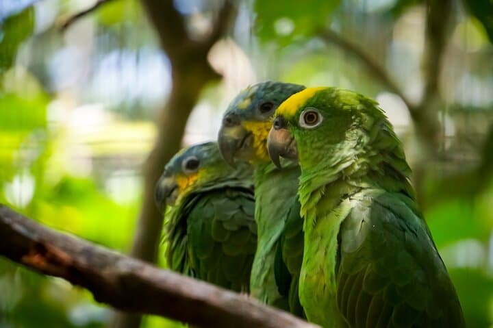 2-Day Amazon Expedition from Quito: Wildlife, Canoeing & Indigenous Village Visit photo 3