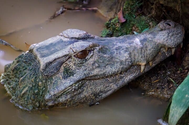 2-Day Amazon Expedition from Quito: Wildlife, Canoeing & Indigenous Village Visit photo 4