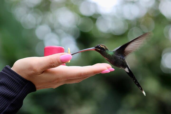 Mindo Cloud Forest Guided Tour: Hummingbirds, Waterfalls & Butterfly Garden