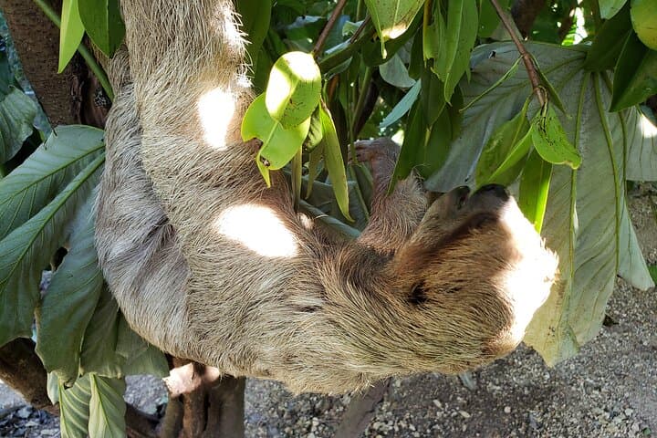 Roatán Excursion: Monkeys & Sloths with Chocolate and Rum Tasting photo 4