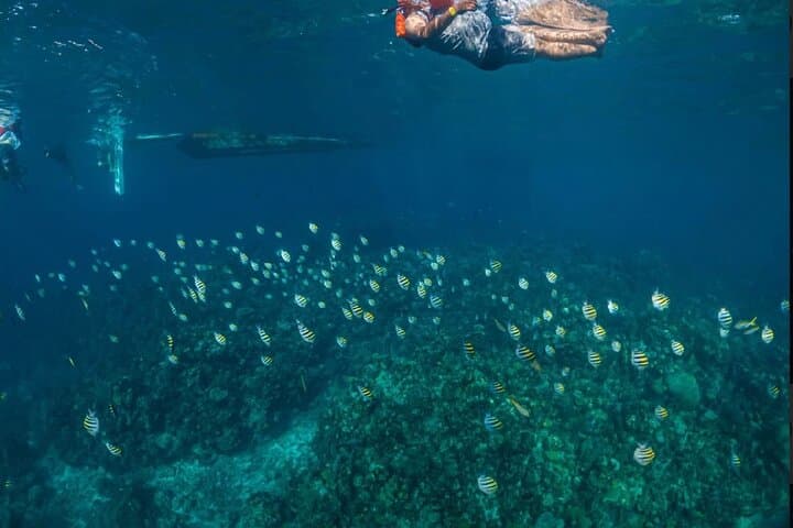 West Bay Beach Eco-Park and Snorkel Adventure — Roatán's Reef and Wildlife photo 3