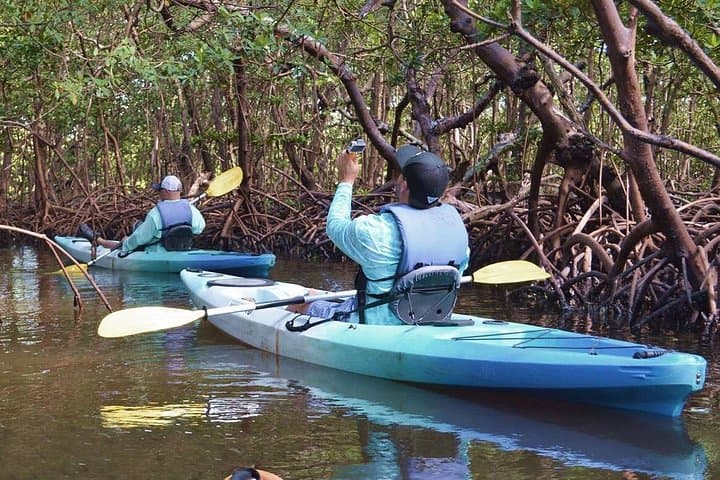 Mangrove Tunnels Kayak Tour Marco Island: Wildlife, History & Practical Guide photo 2