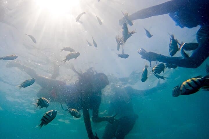 Barú Island Mangroves & Playa Blanca: Guided Snorkel and Beach Club Day Trip from Cartagena photo 4