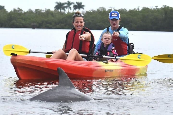 Mangrove Tunnels Kayak Tour Marco Island: Wildlife, History & Practical Guide photo 1