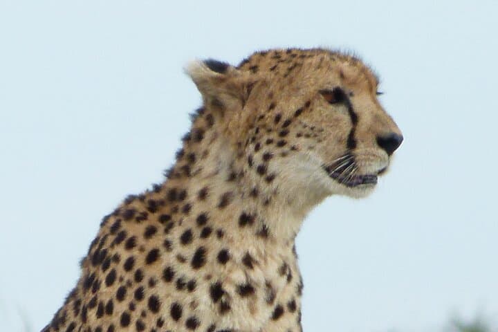 Maasai Mara and Great Rift Valley Lakes: A Four-Day Safari from Nairobi photo 4