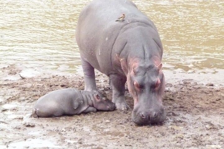 Maasai Mara and Great Rift Valley Lakes: A Four-Day Safari from Nairobi photo 5