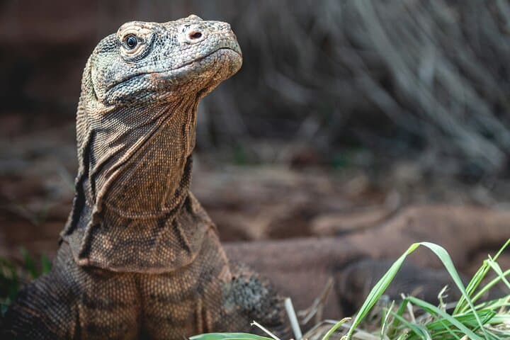 Full-Day Komodo Island Hopping: Padar, Dragons & Manta Snorkel from Labuan Bajo photo 2