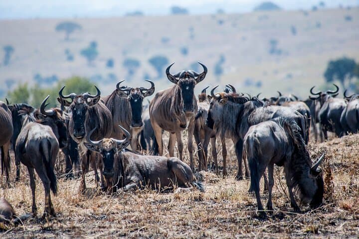 Following the Calving: 10-Day Wildebeest Migration Safari in the Southern Serengeti photo 2