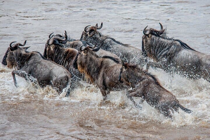 Following the Calving: 10-Day Wildebeest Migration Safari in the Southern Serengeti photo 3