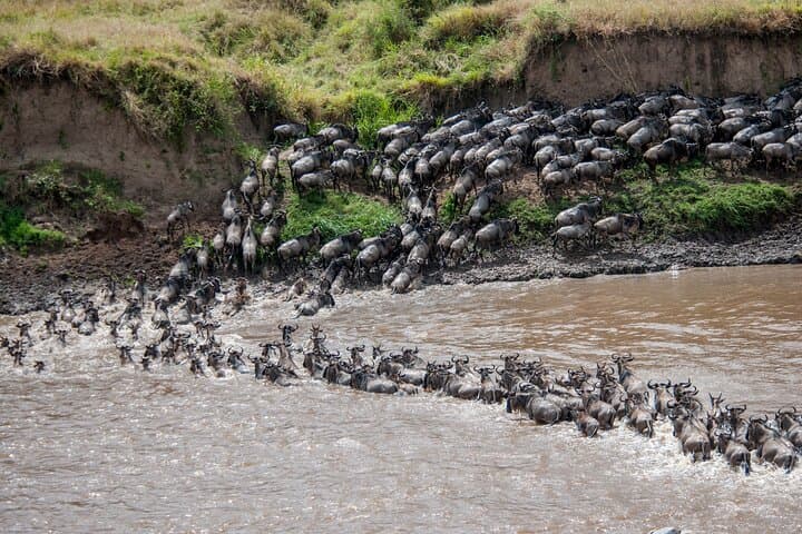 Following the Calving: 10-Day Wildebeest Migration Safari in the Southern Serengeti photo 4