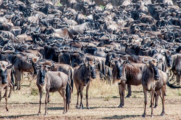 Following the Calving: 10-Day Wildebeest Migration Safari in the Southern Serengeti photo 5