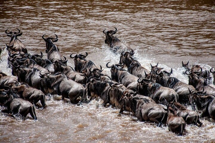 Following the Calving: 10-Day Wildebeest Migration Safari in the Southern Serengeti photo 6