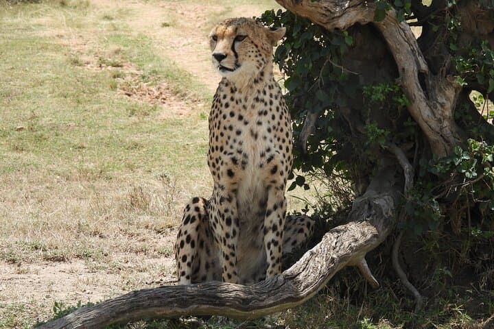 Two-Day Kenya Safari: Lake Nakuru Wildlife Adventure from Nairobi photo 4