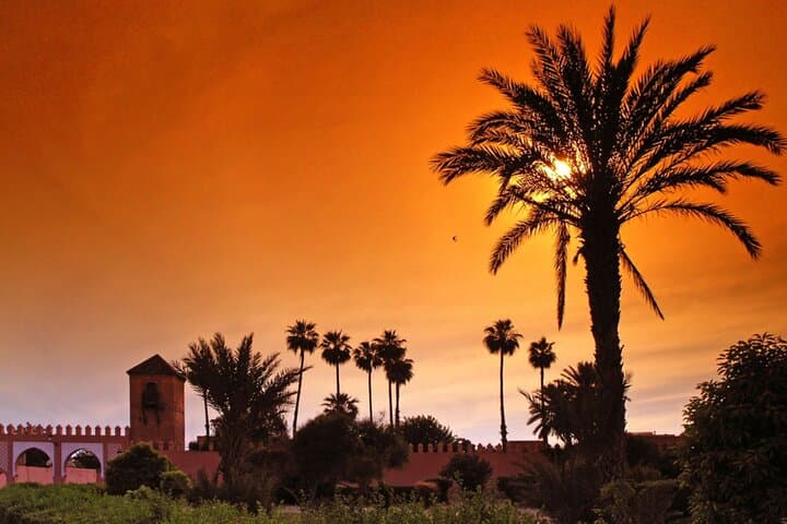 Sunset Camel Ride in Marrakech Palmeraie: Palm Grove Caravan & Berber Tea