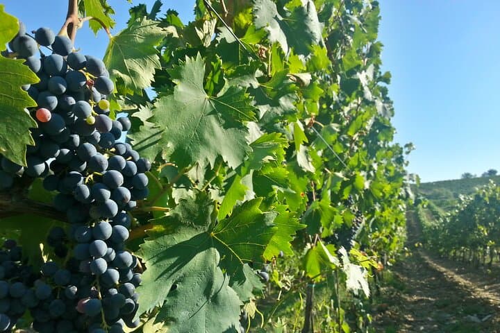 Chianti Classico Private Wine Tour & Dinner from Florence