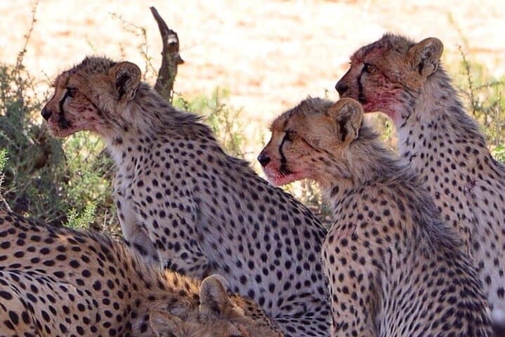 4-Day Maun & Chobe National Park Safari — All-Inclusive Botswana Wildlife Escape