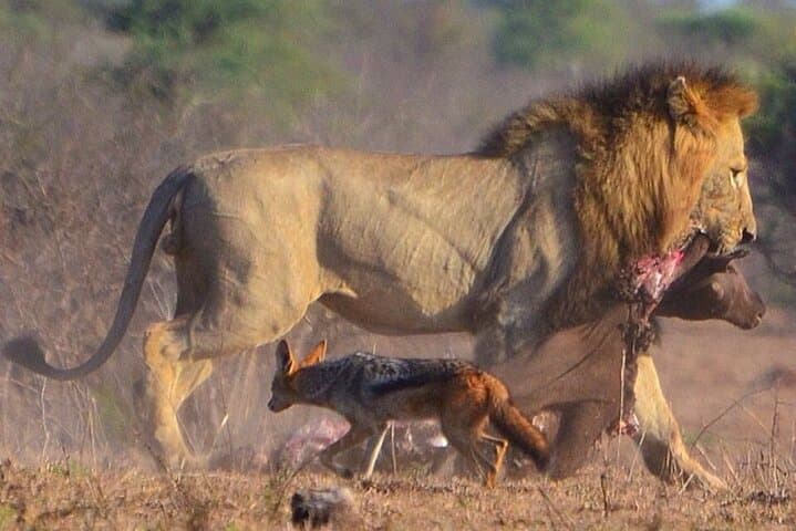 4-Day Maun & Chobe National Park Safari — All-Inclusive Botswana Wildlife Escape photo 4
