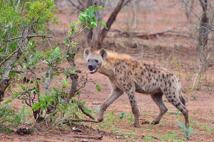 4-Day Maun & Chobe National Park Safari — All-Inclusive Botswana Wildlife Escape photo 5