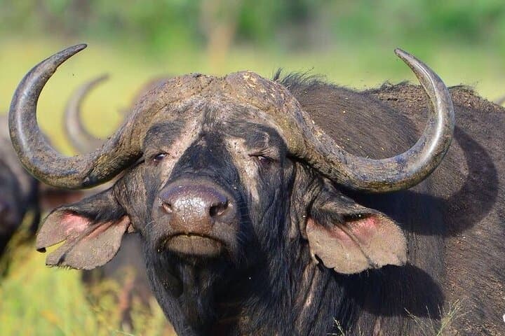 4-Day Maun & Chobe National Park Safari — All-Inclusive Botswana Wildlife Escape photo 6