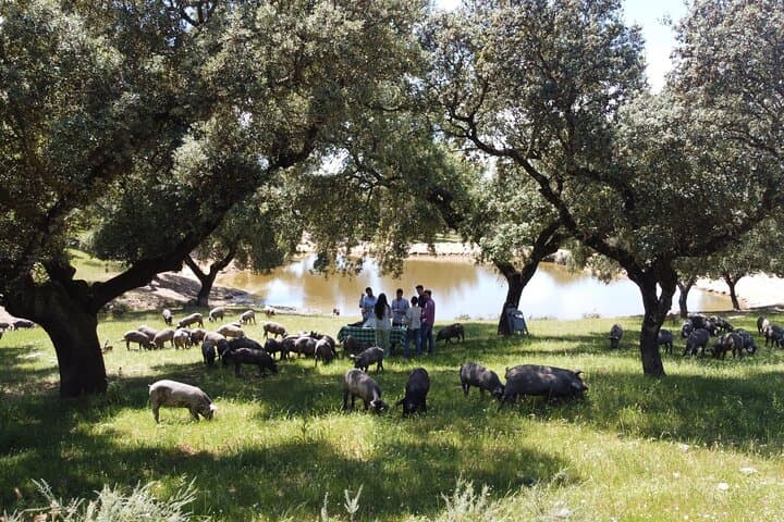 2-Day Ham Route in Extremadura: Dehesa, Jerez de los Caballeros & Curing Houses