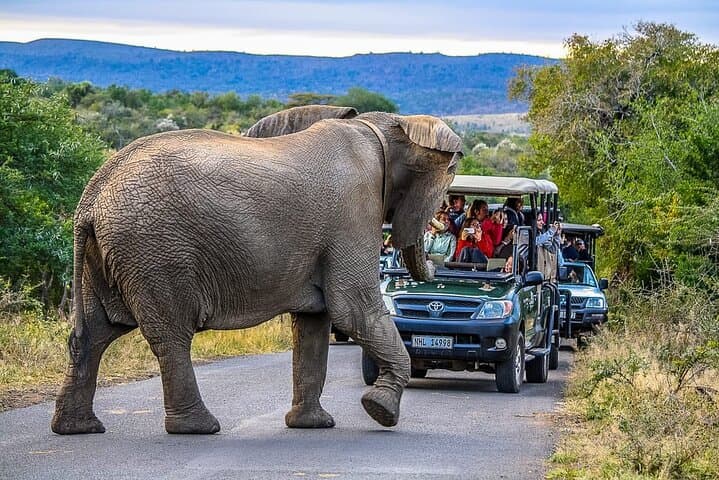3-Day Safari from Durban: Hluhluwe, iSimangaliso & St Lucia Wildlife Experience