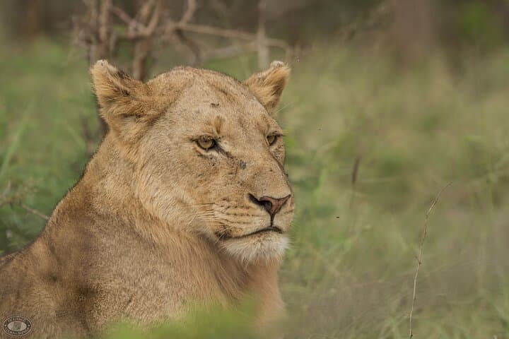 3-Day Safari from Durban: Hluhluwe, iSimangaliso & St Lucia Wildlife Experience photo 2