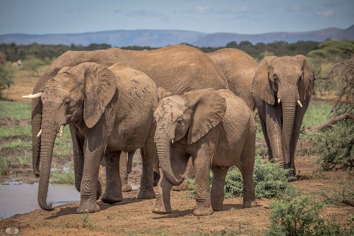 3-Day Safari from Durban: Hluhluwe, iSimangaliso & St Lucia Wildlife Experience photo 3