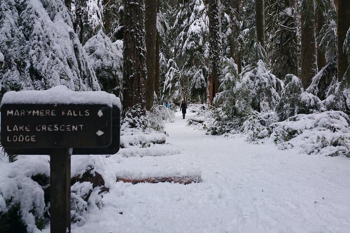 Olympic National Park Day Tour from Seattle — Hurricane Ridge, Lake Crescent & Marymere Falls photo 3