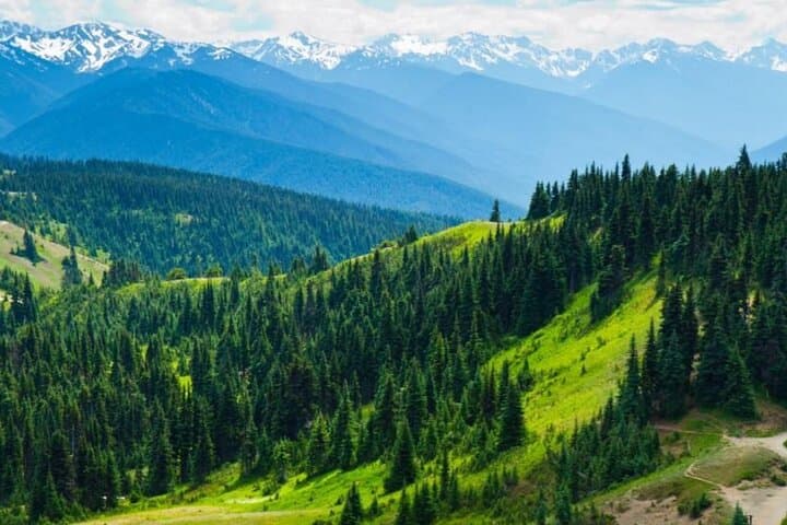 Olympic National Park Day Tour from Seattle — Hurricane Ridge, Lake Crescent & Marymere Falls photo 5