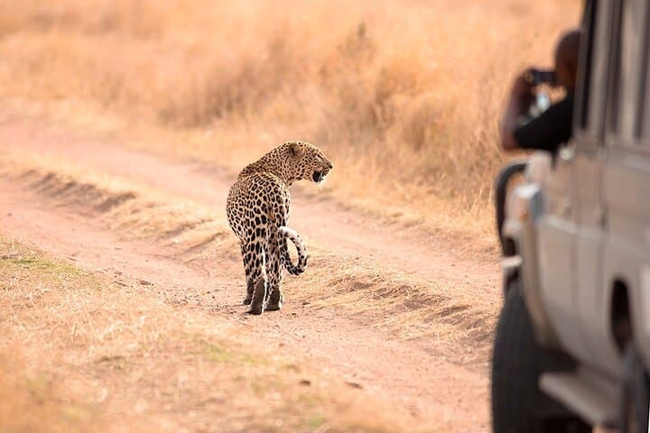 11-Day Tanzania Safari and Zanzibar Beach Adventure: Tarangire, Ngorongoro & Serengeti photo 2