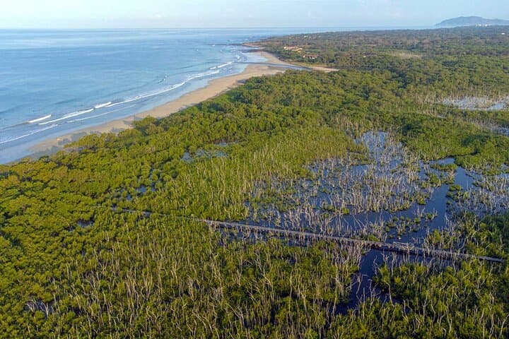 Avellanas Beach Private Wildlife Walk — Mangroves, Monkeys & Coastal Ecology