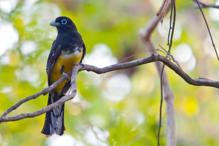 Avellanas Beach Private Wildlife Walk — Mangroves, Monkeys & Coastal Ecology photo 3