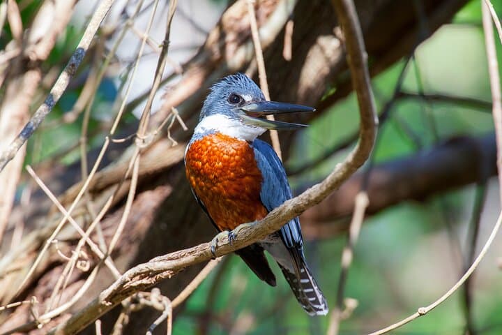 Avellanas Beach Private Wildlife Walk — Mangroves, Monkeys & Coastal Ecology photo 4
