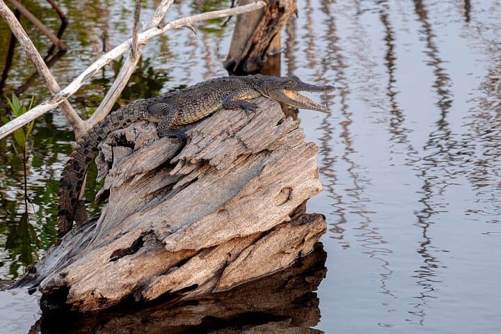 Avellanas Beach Private Wildlife Walk — Mangroves, Monkeys & Coastal Ecology photo 5
