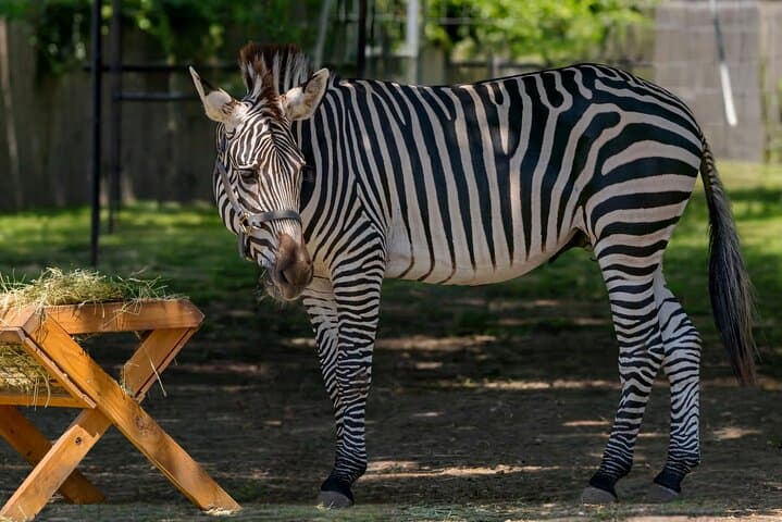 Long Island Farm and WildPlay Jones Beach Day Tour — Family Zipline & Children's Zoo photo 2