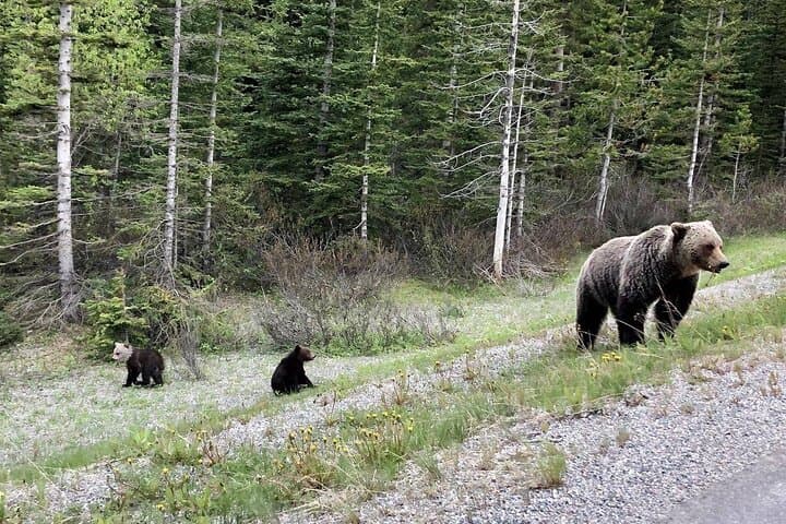 Banff Day Tour from Calgary: Gondola, Hot Springs & Scenic Stops photo 6