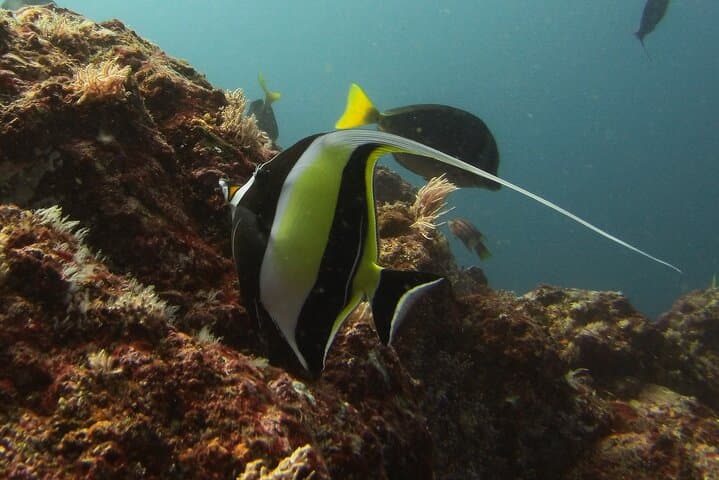 SSI Open Water Diver Course — 3-Day Catalina Islands Certification in Costa Rica photo 4