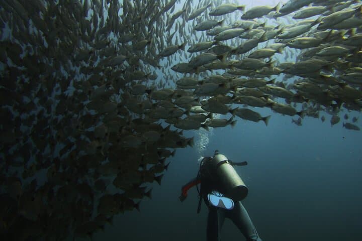SSI Open Water Diver Course — 3-Day Catalina Islands Certification in Costa Rica photo 5