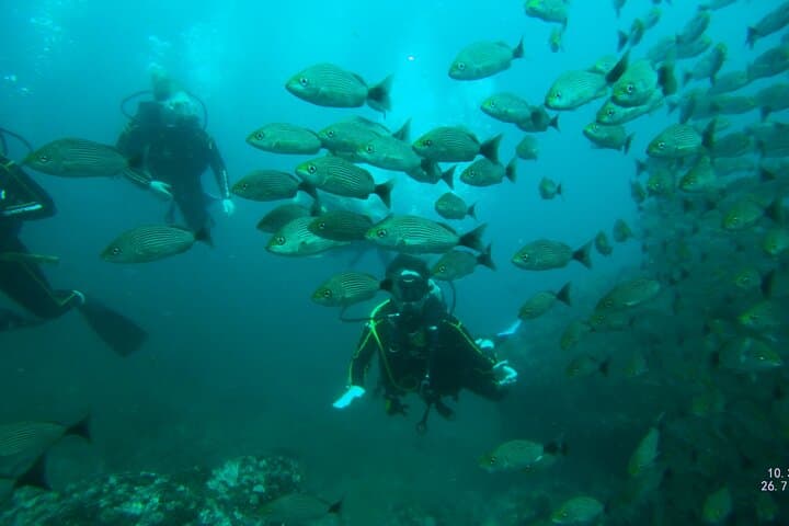 SSI Open Water Diver Course — 3-Day Catalina Islands Certification in Costa Rica photo 6