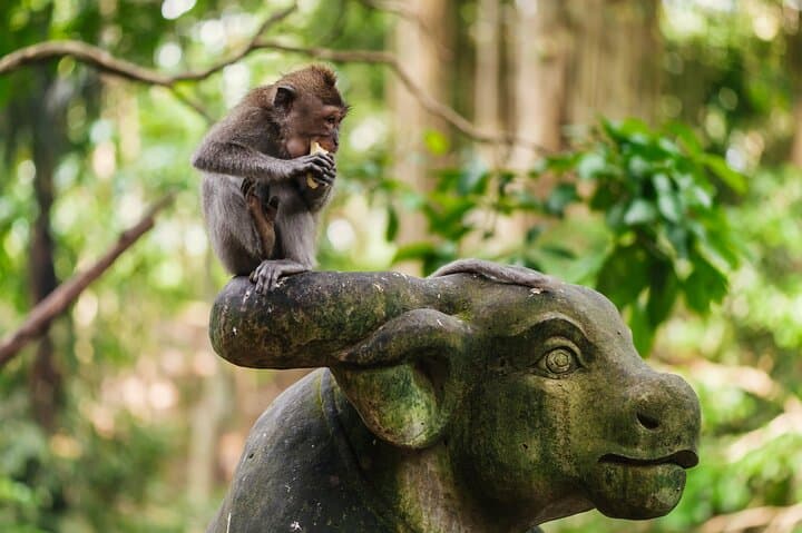 Private Bali Swing, Ubud Monkey Forest & Tegenungan Waterfall Tour photo 3