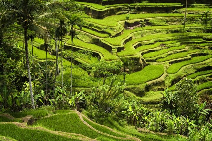 Ubud Monkey Forest, Tegalalang Rice Terraces & Market — Private Day Tour photo 6